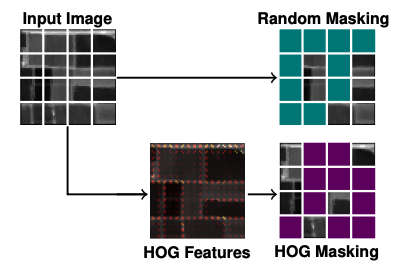 HOGMAE Model Diagram